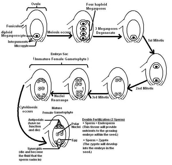 Angiosperm Female Gametophyte 